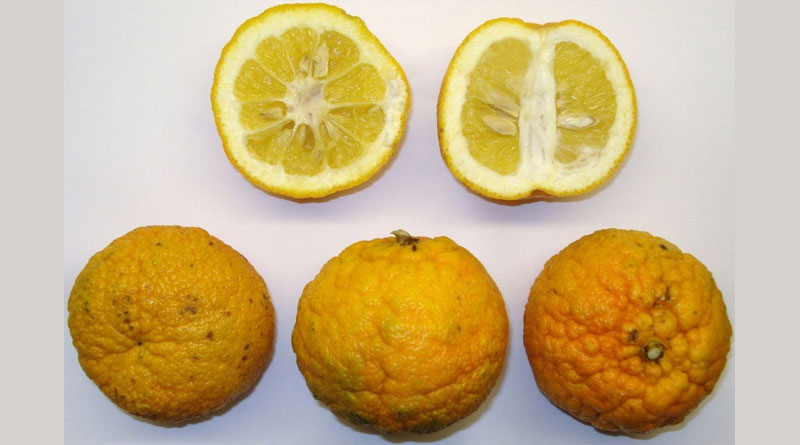 Bitterorange - Titelbild: Von Genet at de.wikipedia - Eigenes Werk, CC BY-SA 3.0, https://commons.wikimedia.org/w/index.php?curid=12761671