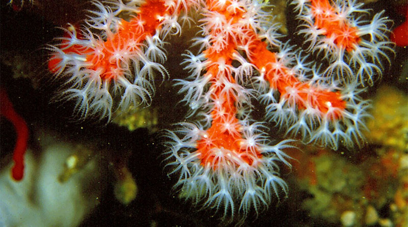 Rotkoralle (Corallium rubrum) - Bild: Géry PARENT - Eigenes Werk, CC BY-SA 3.0, https://commons.wikimedia.org/w/index.php?curid=15959274